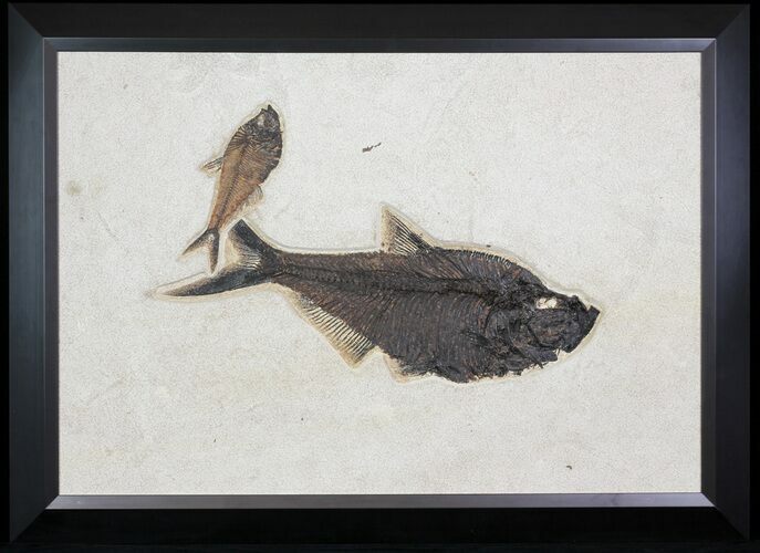 Wide, Framed Fossil Fish (Diplomystus) Plate - Wyoming #79366